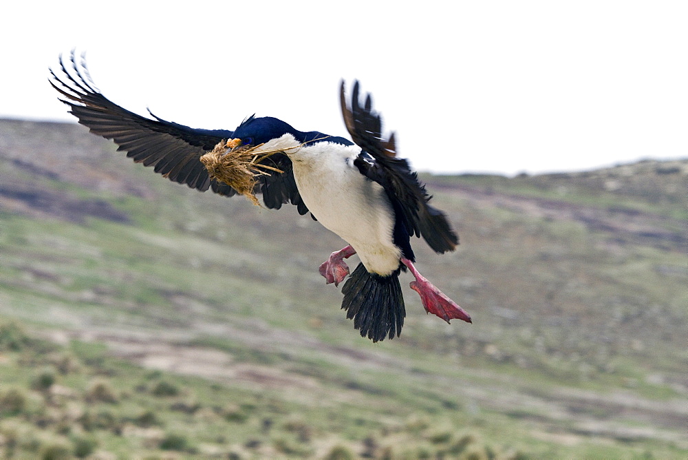 Adult Imperial Shag (Phalacrocorax (atriceps) atriceps) returning to the colony with nesting material on New Island in the Falkland Islands, South Atlantic Ocean