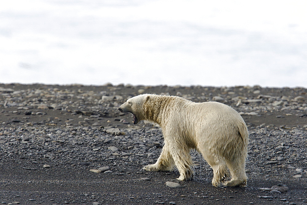 Adult male polar bear (Ursus maritimus) on the beach near pack ice in Isbukta (Ice Bay) in the Barents Sea off the eastern coast of Spitsbergen in the Svalbard Archipelago, Norway.