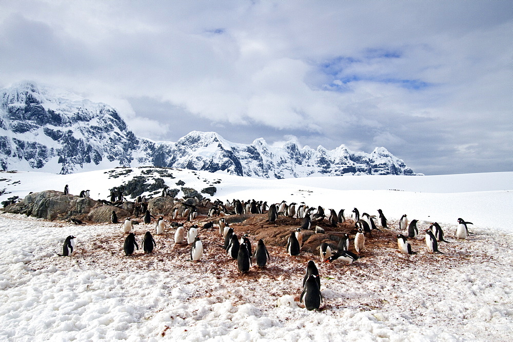 Gentoo penguin (Pygoscelis papua) nesting colony at Jougla Point on Wiencke Island, Antarctica, Southern Ocean