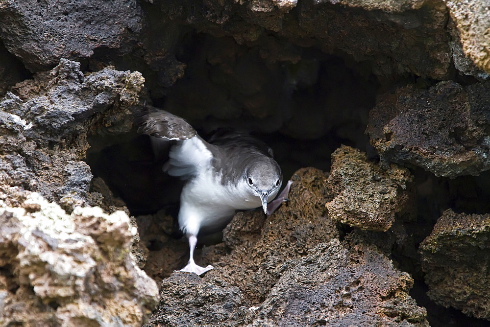 Galapagos shearwater (Puffinus subalaris) nesting in lava nook in the Galapagos Island Archipelago, Ecuador