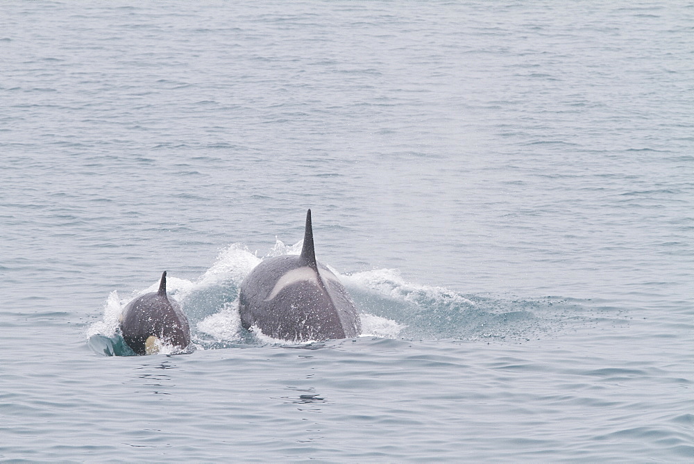 A small pod of killer whales (Orcinus orca) off the coast of South Georgia Island in the Southern Ocean