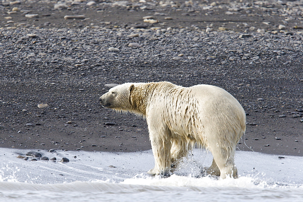 Adultmale polar bear (Ursus maritimus) on the beach near pack ice in Isbukta (Ice Bay) in the Barents Sea off the eastern coast of Spitsbergen in the Svalbard Archipelago, Norway.