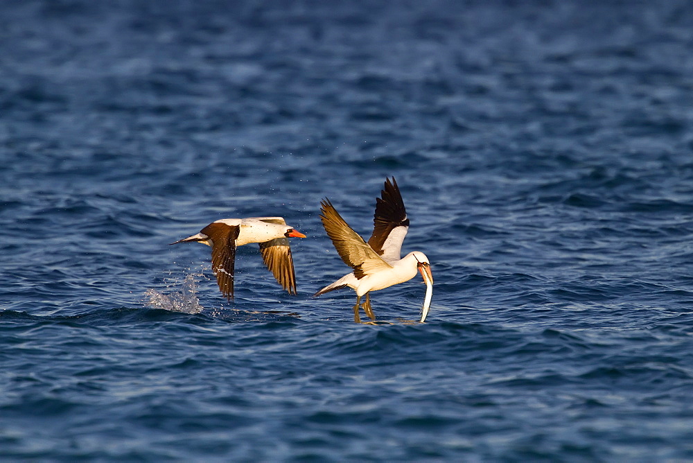 Adult Nazca booby (Sula grantii) feeding on halfbeak in the Galapagos Island Archipelago, Ecuador