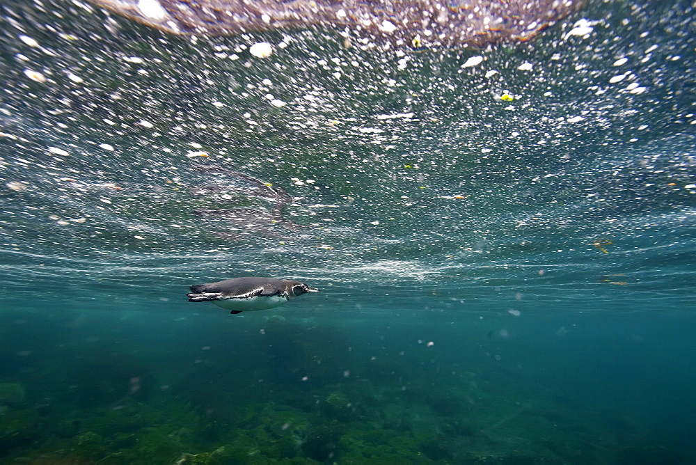 Galapagos penguin (Spheniscus mendiculus) hauled out on Isabela Island in the Galapagos Island Archipelago, Ecuador