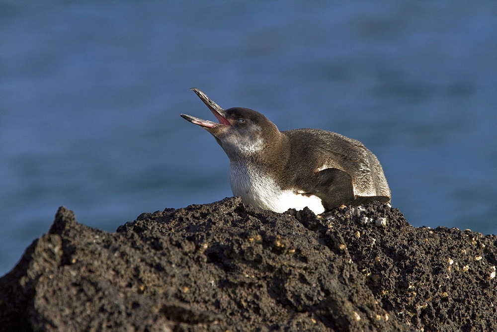 Galapagos penguin (Spheniscus mendiculus) hauled out on Isabela Island in the Galapagos Island Archipelago, Ecuador