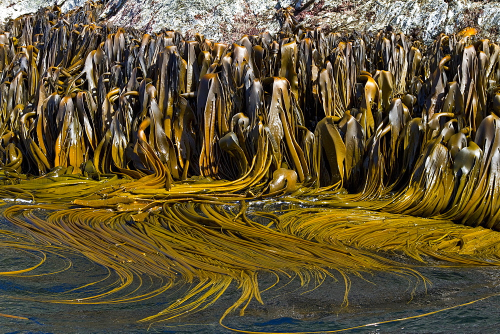 Shag Rocks, Scotia Sea, South Atlantic Ocean