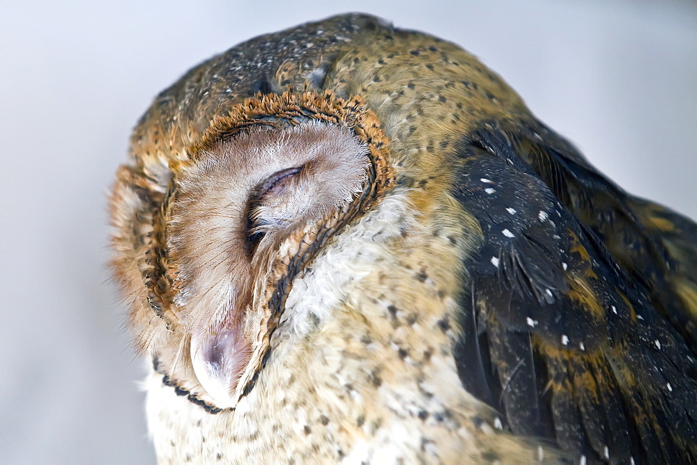 Adult Galapagos barn owl (Tyto alba punctatissima) sleeping during the day on Santa Cruz Island, Galapagos, Ecuador