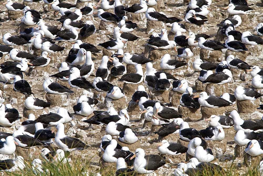 Black-browed albatross (Thalassarche melanophrys) breeding colony on Steeple Jason Island in the Falkland Islands, South Atlantic Ocean