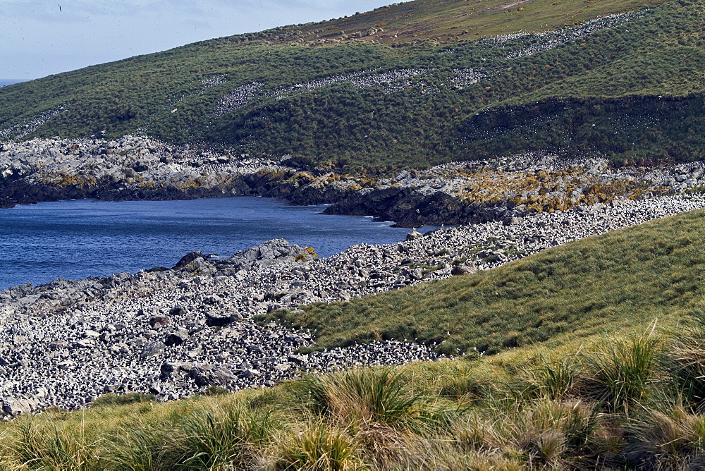 Black-browed albatross (Thalassarche melanophrys) breeding colony on Steeple Jason Island in the Falkland Islands, South Atlantic Ocean