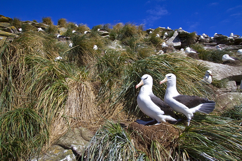 Black-browed albatross (Thalassarche melanophrys) breeding colony on Carcass Island in the Falkland Islands, South Atlantic Ocean