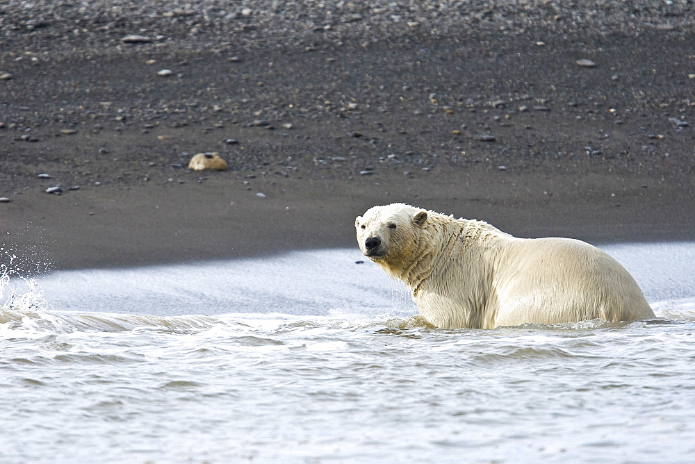 Adult male polar bear (Ursus maritimus) on the beach near pack ice in Isbukta (Ice Bay) in the Barents Sea off the eastern coast of Spitsbergen in the Svalbard Archipelago, Norway.