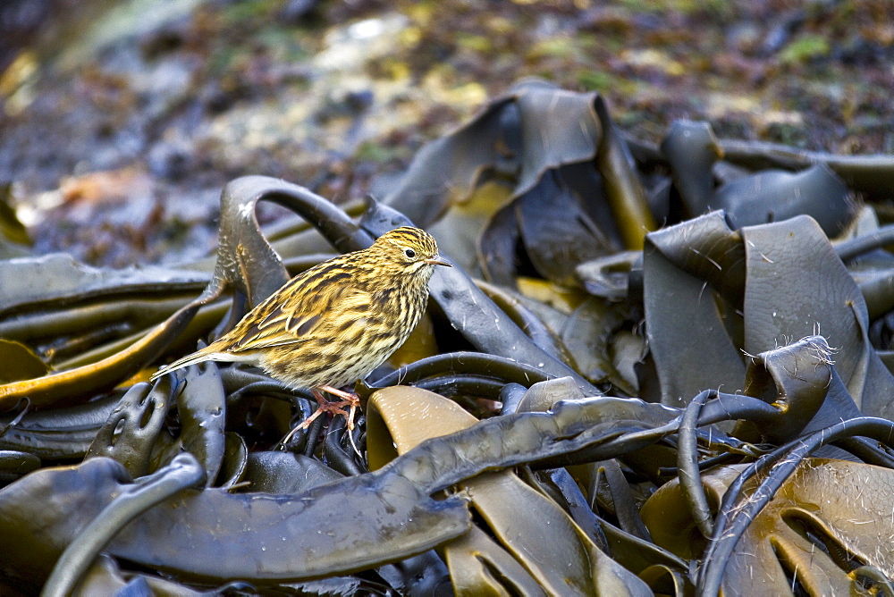 Adult South Georgia Pipit (Anthus antarcticus) feeding at low tide on Prion Island, Bay of Isles, South Georgia, Southern Ocean