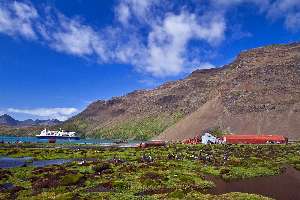 Antarctic fur seal pup (Arctocephalus gazella) near the abandoned whaling station at Stromness Bay on South Georgia, Southern Ocean