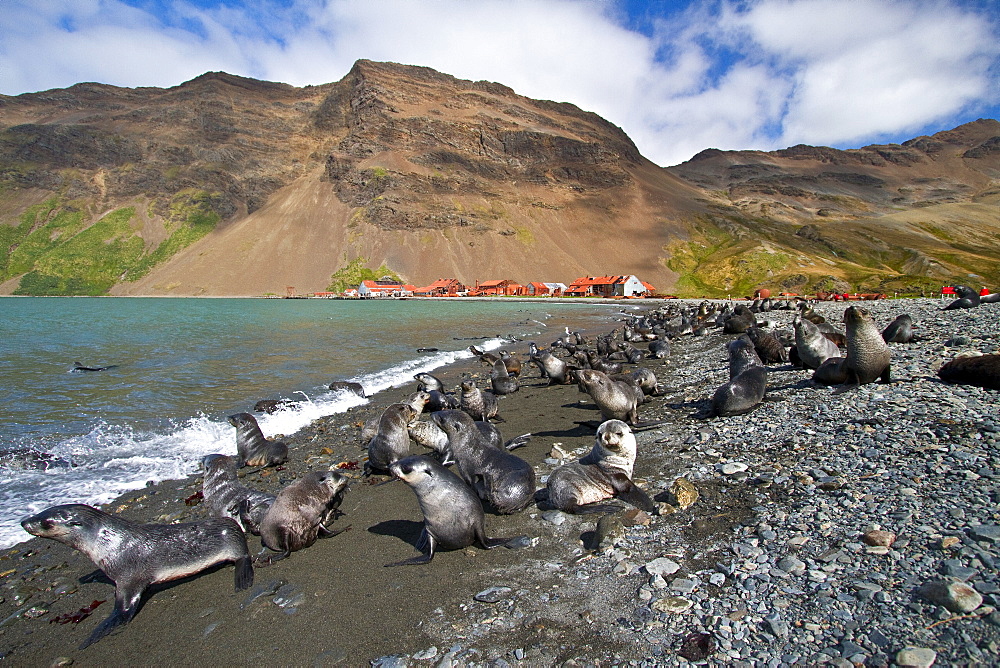 Antarctic fur seal pup (Arctocephalus gazella) near the abandoned whaling station at Stromness Bay on South Georgia, Southern Ocean