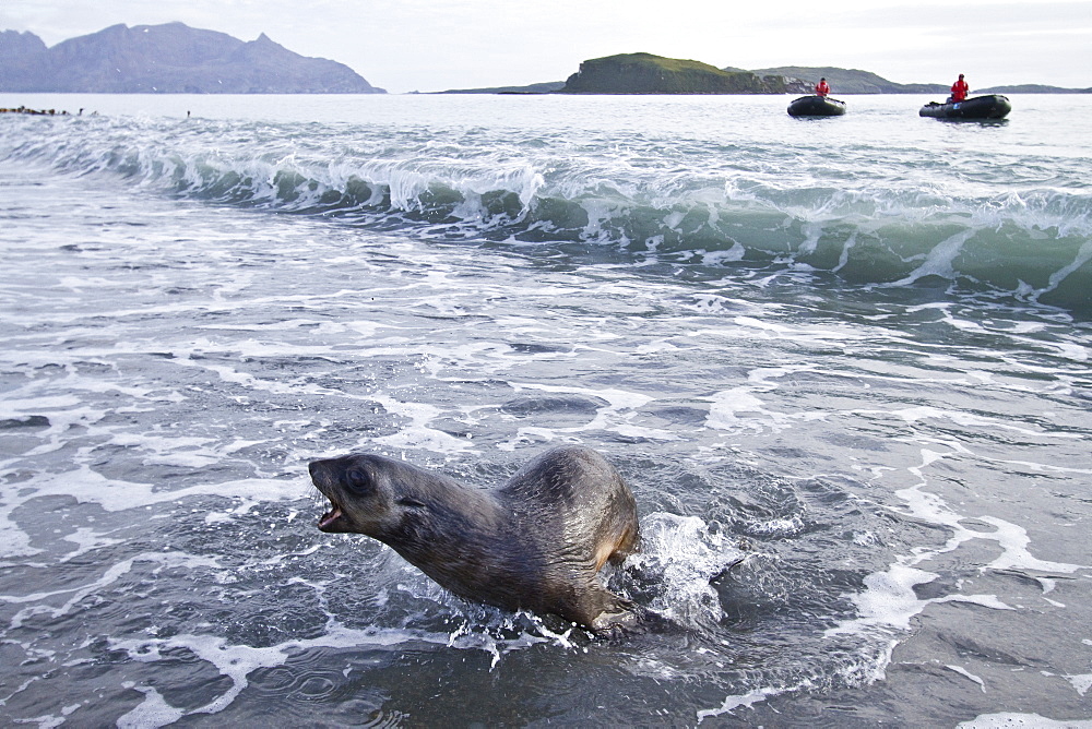 Antarctic fur seal pup (Arctocephalus gazella) on Salisbury Plain on South Georgia, Southern Ocean