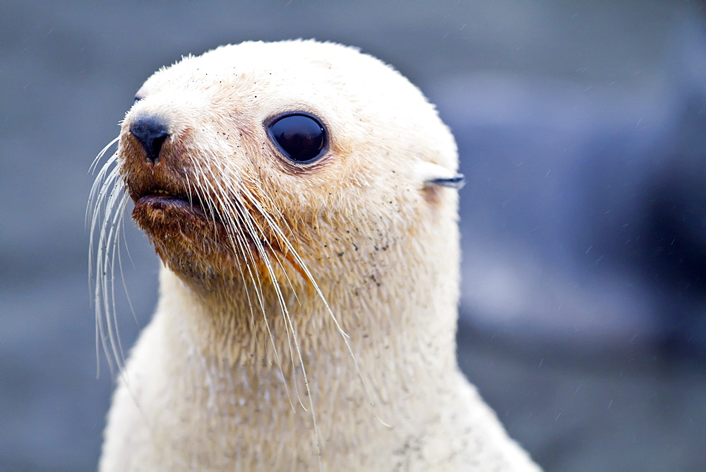 Leucistic Antarctic fur seal pup (Arctocephalus gazella) on South Georgia, Southern Ocean