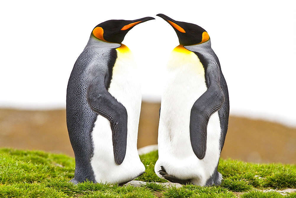 King penguin (Aptenodytes patagonicus) breeding and nesting colony at St. Andrews Bay on South Georgia, Southern Ocean.