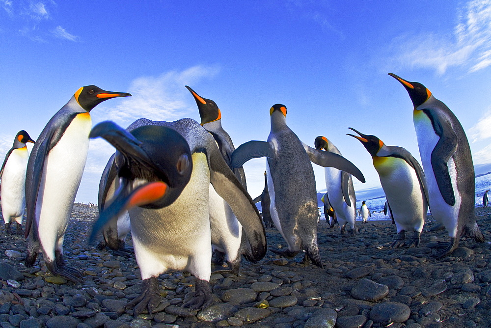 King penguin (Aptenodytes patagonicus) breeding and nesting colony at Salisbury Plains in the Bay of Isles, South Georgia, Southern Ocean.