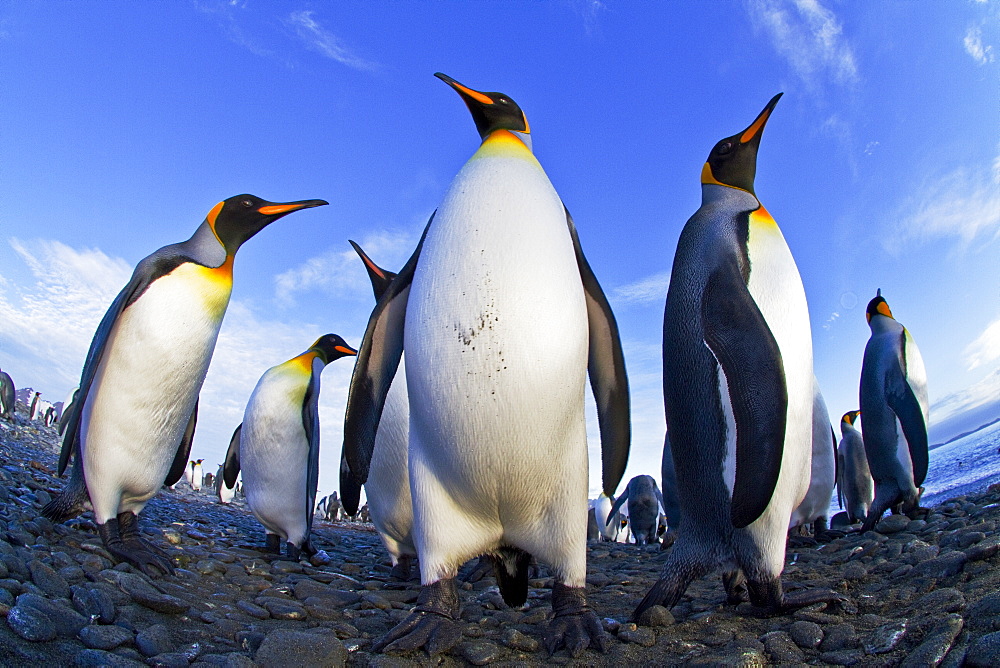 King penguin (Aptenodytes patagonicus) breeding and nesting colony at Salisbury Plains in the Bay of Isles, South Georgia, Southern Ocean.