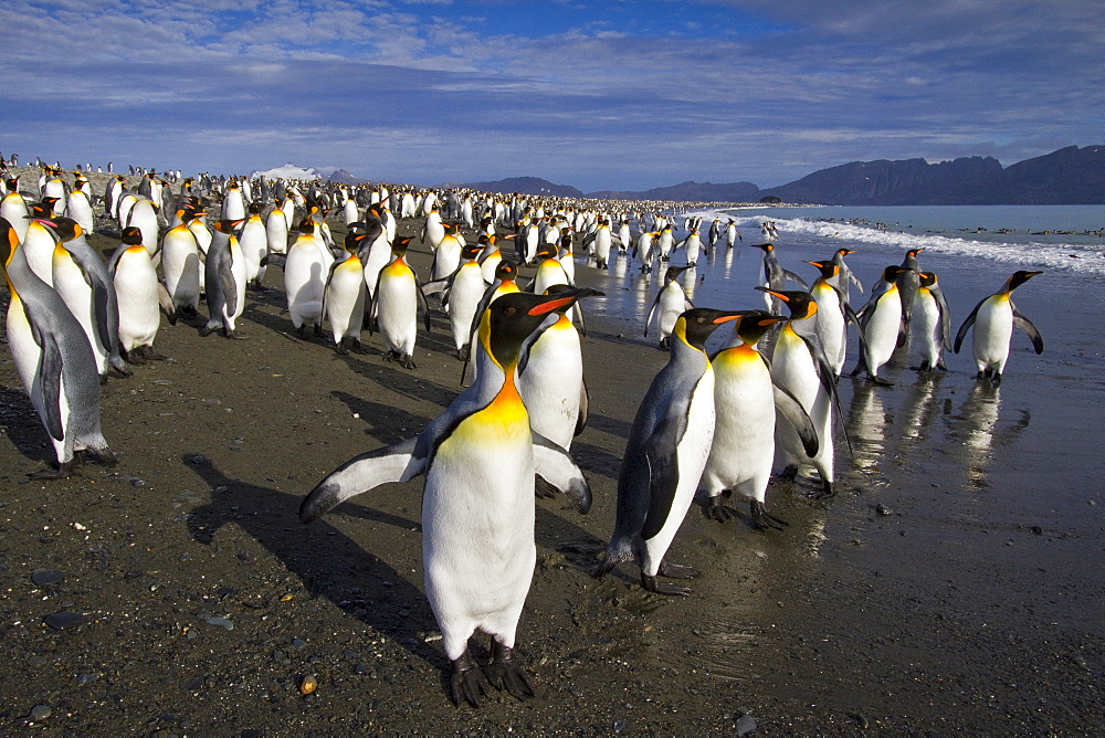 King penguins (Aptenodytes patagonicus) on the beach at breeding and nesting colony at Salisbury Plains in the Bay of Isles, South Georgia, Southern Ocean.