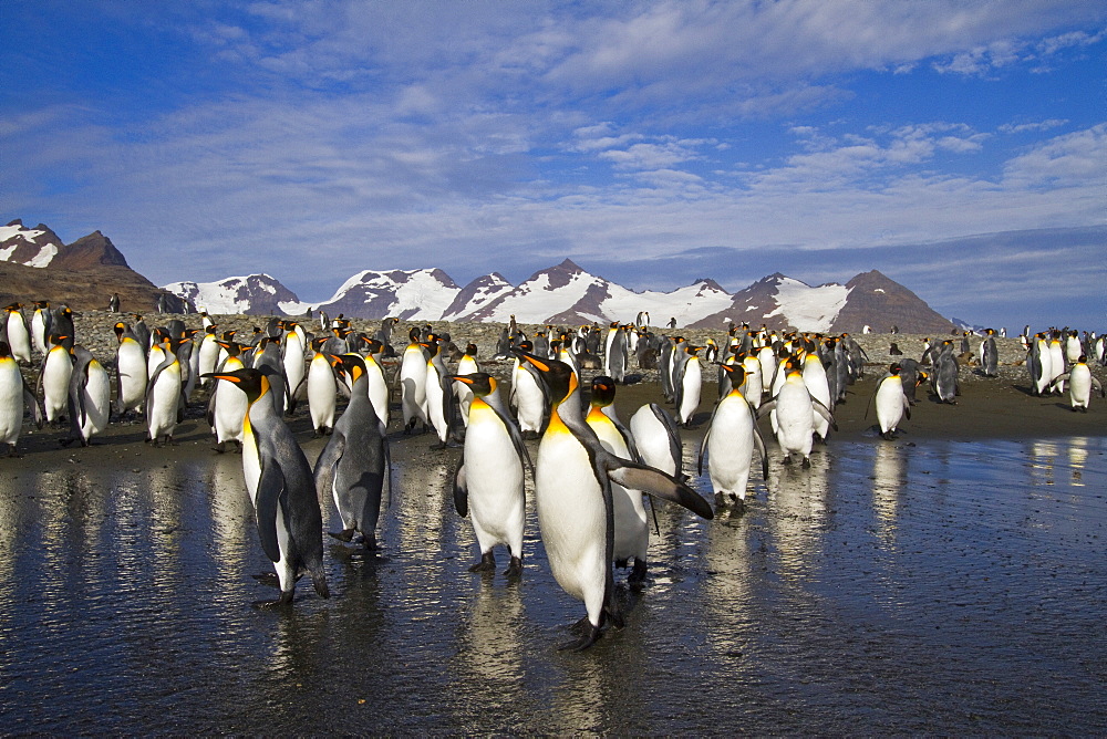 King penguins (Aptenodytes patagonicus) on the beach at breeding and nesting colony at Salisbury Plains in the Bay of Isles, South Georgia, Southern Ocean.