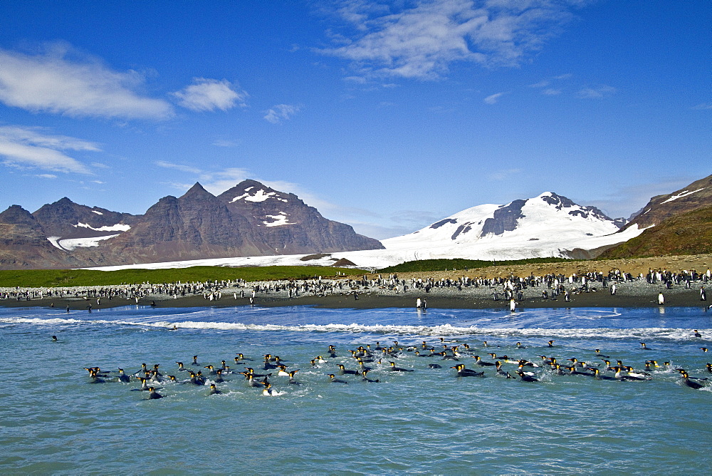 King penguins (Aptenodytes patagonicus) swimming near the beach at breeding and nesting colony at Salisbury Plains in the Bay of Isles, South Georgia, Southern Ocean.