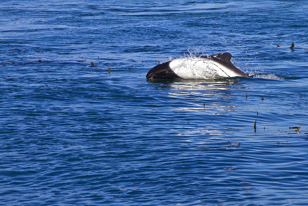 Adult Commerson's dolphin (Cephalorhynchus commersonii) in the shallow waters surrounding Carcass Island in the Falkland Islands, South Atlantic Ocean