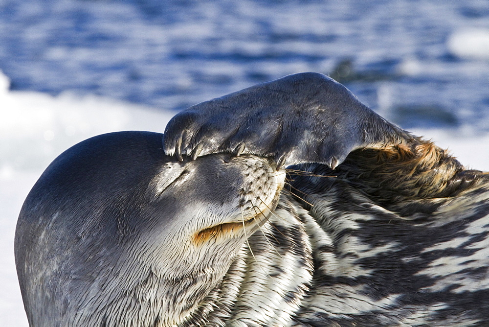 Adult Weddell Seal (Leptonychotes weddellii) hauled out on ice near the Antarctic Peninsula, Southern Ocean