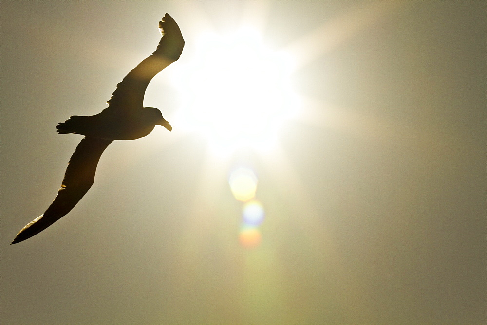 Southern giant petrel (Macronectes giganteus) in flight against the sun near South Georgia, Southern Ocean