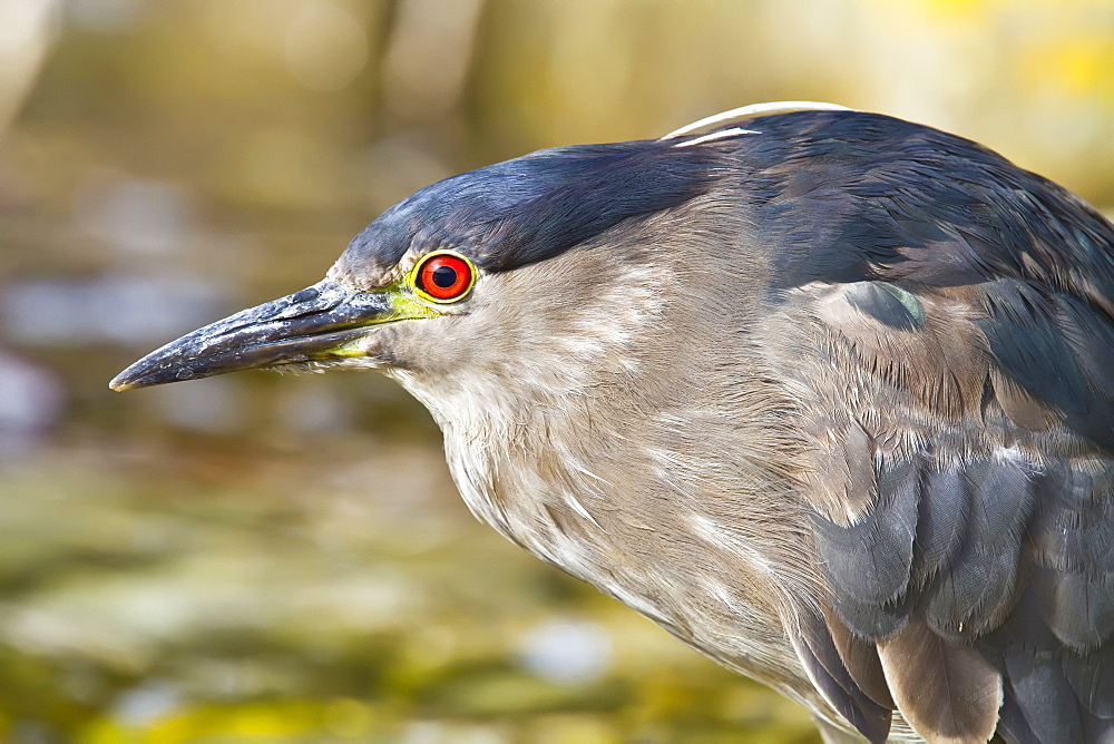 Adult black-crowned night-heron (Nycticorax nycticorax falklandicus) on Carcass Island in the Falkland Islands, South Atlantic Ocean