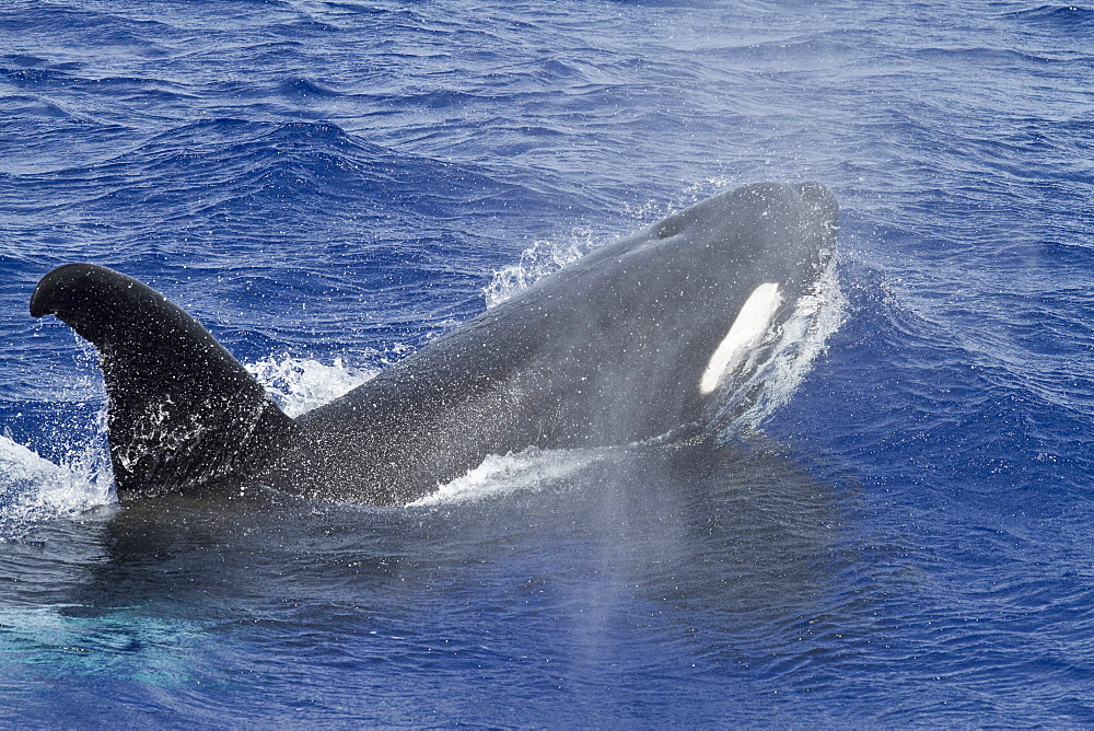 A small pod of killer whales (Orcinus orca) off Ascension Island in the Tropical Atlantic Ocean