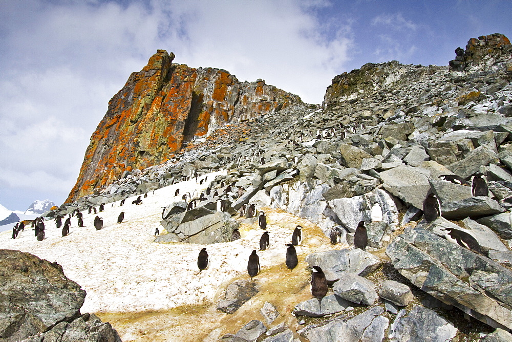 Chinstrap penguin (Pygoscelis antarctica) breeding and molting at Half Moon Island, Antarctica, Southern Ocean