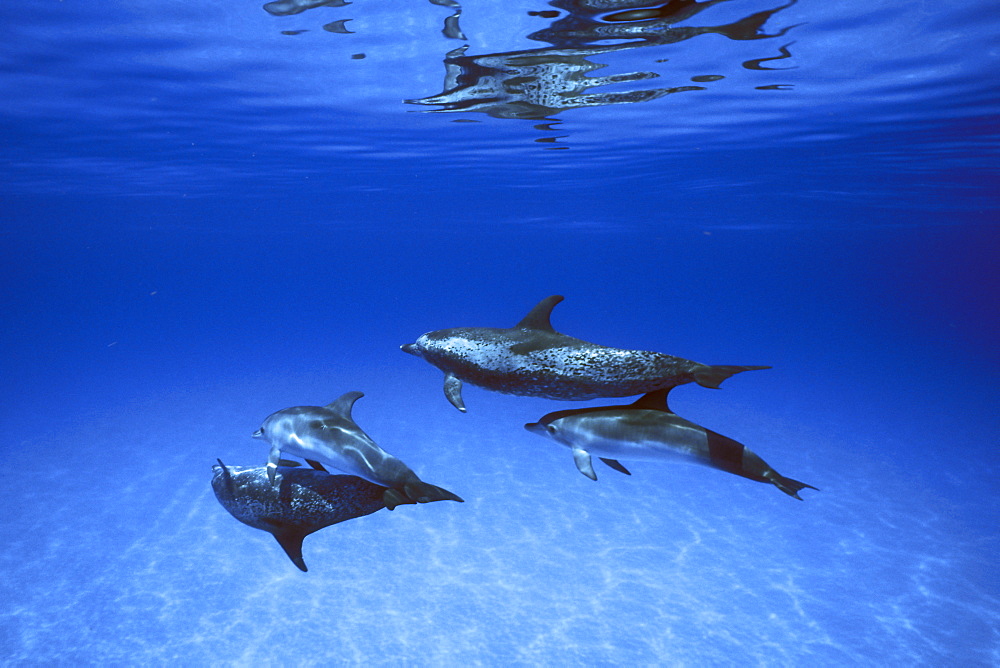 Atlantic Spotted Dolphin pod (Stenella frontalis) underwater on the Little Bahama Banks, Grand Bahama Island, Bahamas.
(Resolution Restricted - pls contact us)