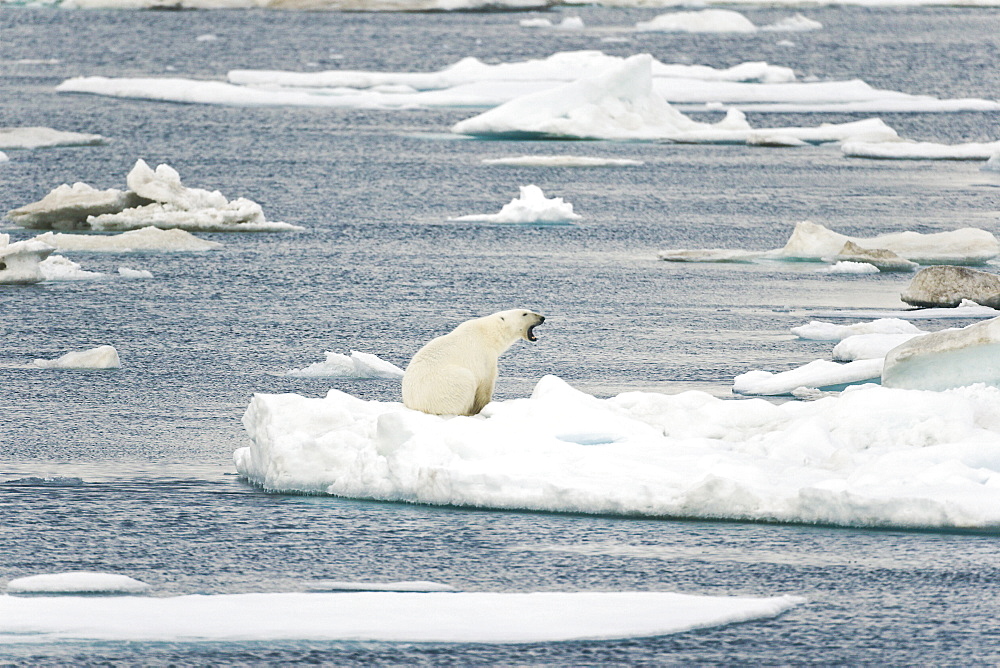 Adult polar bear (Ursus maritimus) on multi-year ice floes in the Barents Sea off the eastern coast of EdgeØya (Edge Island) in the Svalbard Archipelago, Norway.