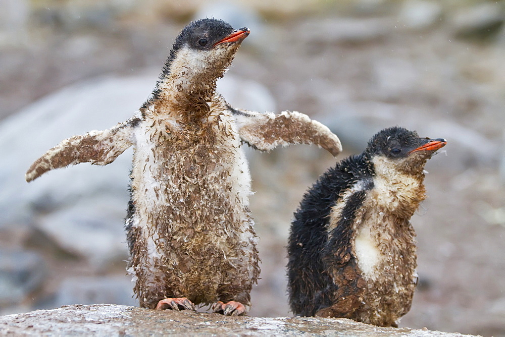 Gentoo penguin (Pygoscelis papua) chicks covered with mud and guano on Cuverville Island, Antarctica, Southern Ocean