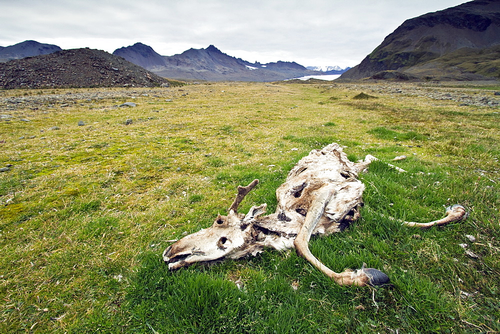 The carcass of a reindeer (Rangifer tarandus) in Fortuna Bay, South Georgia