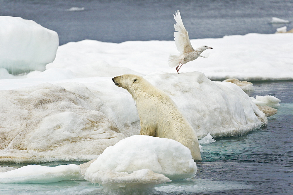 Adult polar bear (Ursus maritimus) hauling out onto multi-year ice floes in the Barents Sea off the eastern coast of Edge Island in the Svalbard Archipelago, Norway