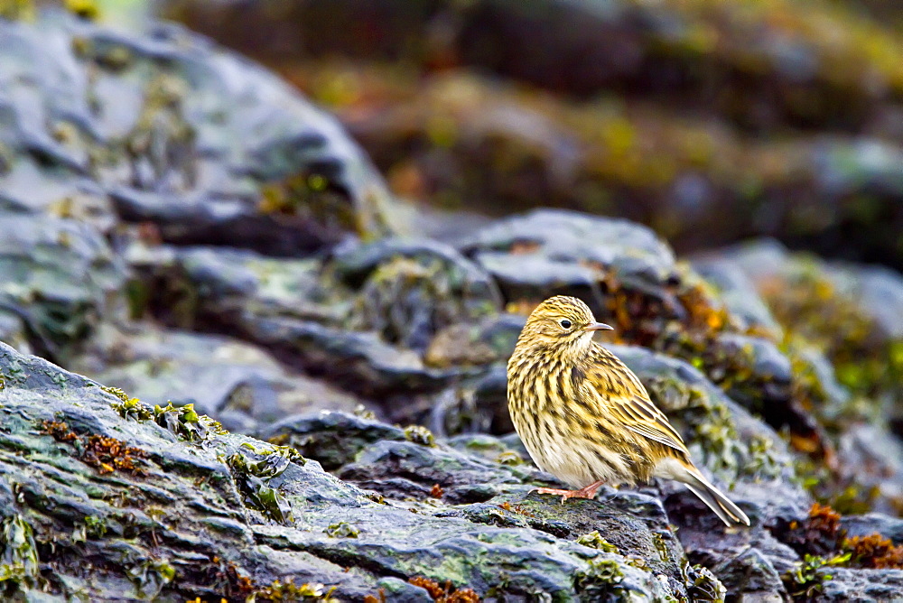 Adult South Georgia Pipit (Anthus antarcticus) feeding at low tide on Prion Island, Bay of Isles, South Georgia, Southern Ocean