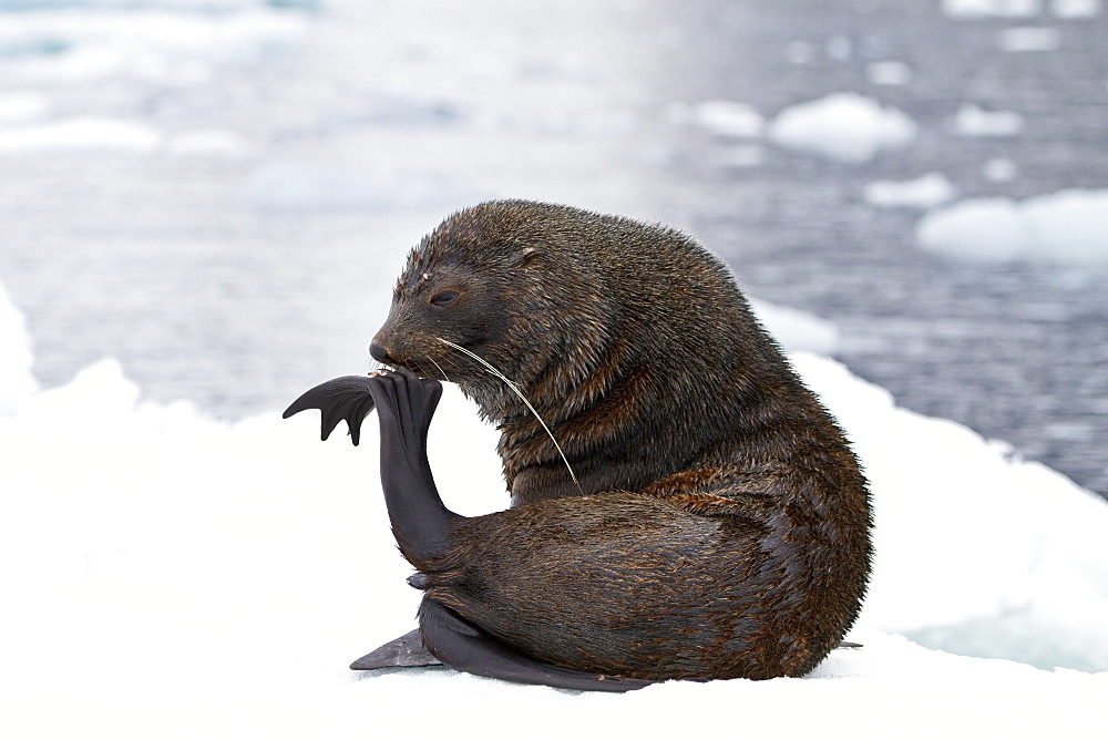 Adult male Antarctic fur seal (Arctocephalus gazella) hauled out on ice near Brown Bluff, Antarctica, Southern Ocean