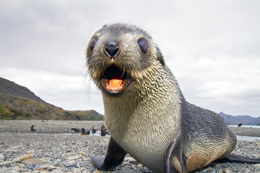 Antarctic fur seal pup (Arctocephalus gazella) near the abandoned whaling station at Stromness Bay on South Georgia, Southern Ocean