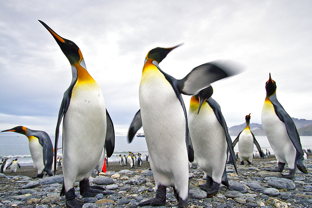 King penguin (Aptenodytes patagonicus) breeding and nesting colony at St. Andrews Bay on South Georgia, Southern Ocean.