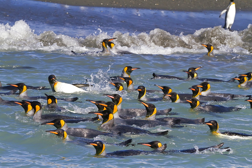 King penguins (Aptenodytes patagonicus) swimming near the beach at breeding and nesting colony at Salisbury Plains in the Bay of Isles, South Georgia, Southern Ocean.