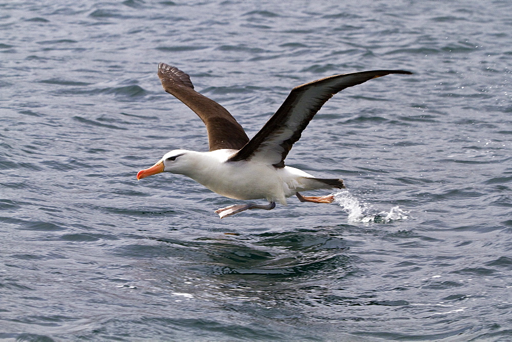 Adult black-browed albatross (Thalassarche melanophrys) in Elsehul on South Georgia, Southern Ocean