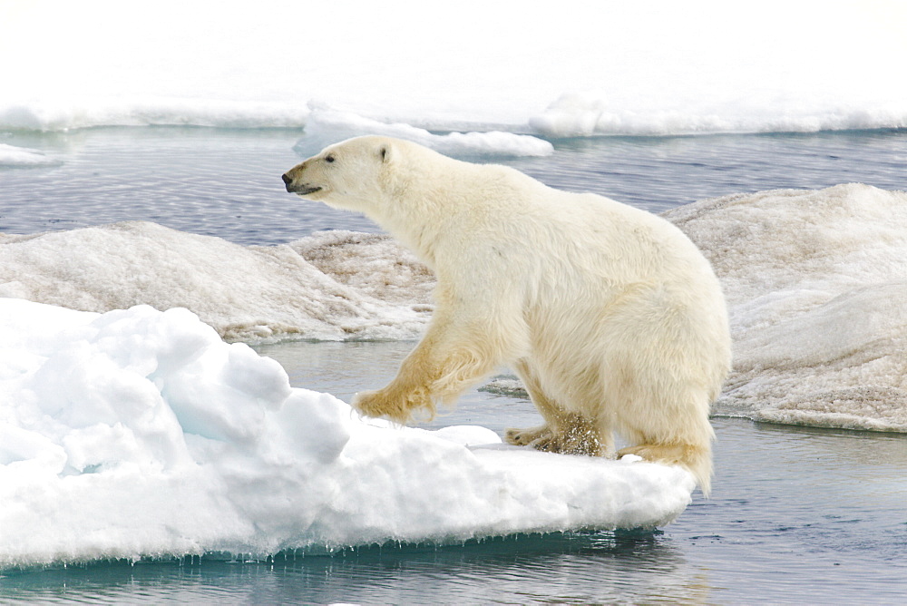 A young polar bear (Ursus maritimus) leaping from floe to floe on multi-year ice floes in the Barents Sea off the eastern coast of EdgeØya (Edge Island) in the Svalbard Archipelago, Norway.