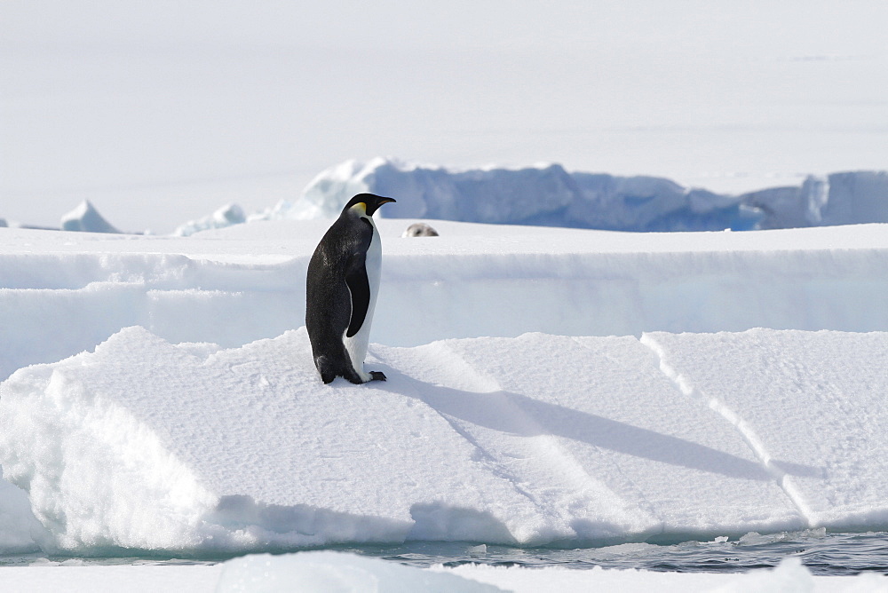 A lone adult emperor penguin (Aptenodytes forsteri) on sea ice in the Gullet between Adelaide Island and the Antarctic Peninsula, Antarctica. 