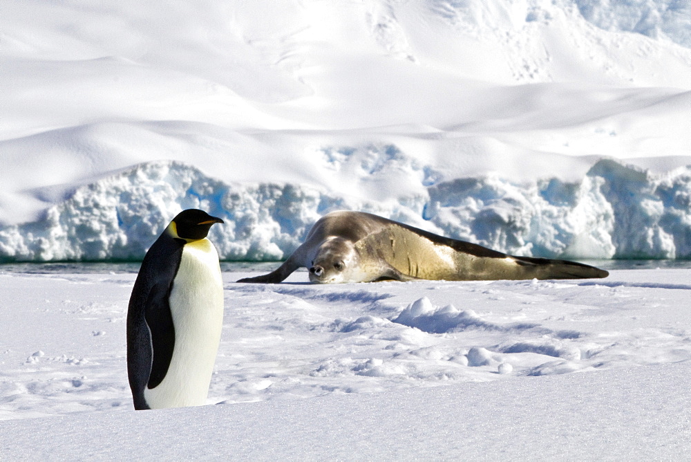 A lone adult emperor penguin (Aptenodytes forsteri) and crabeater seal on sea ice in the Gullet between Adelaide Island and the Antarctic Peninsula, Antarctica.