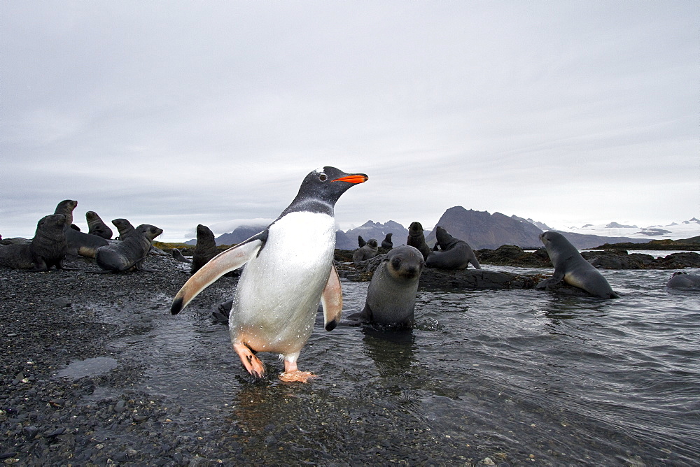 Antarctic fur seal pup (Arctocephalus gazella) on Prion Island in the Bay of Isles on South Georgia, Southern Ocean