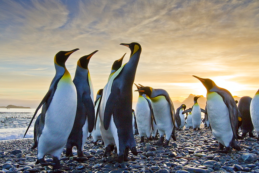 Sunrise on king penguin (Aptenodytes patagonicus) breeding and nesting colony at Salisbury Plains in the Bay of Isles, South Georgia, Southern Ocean.