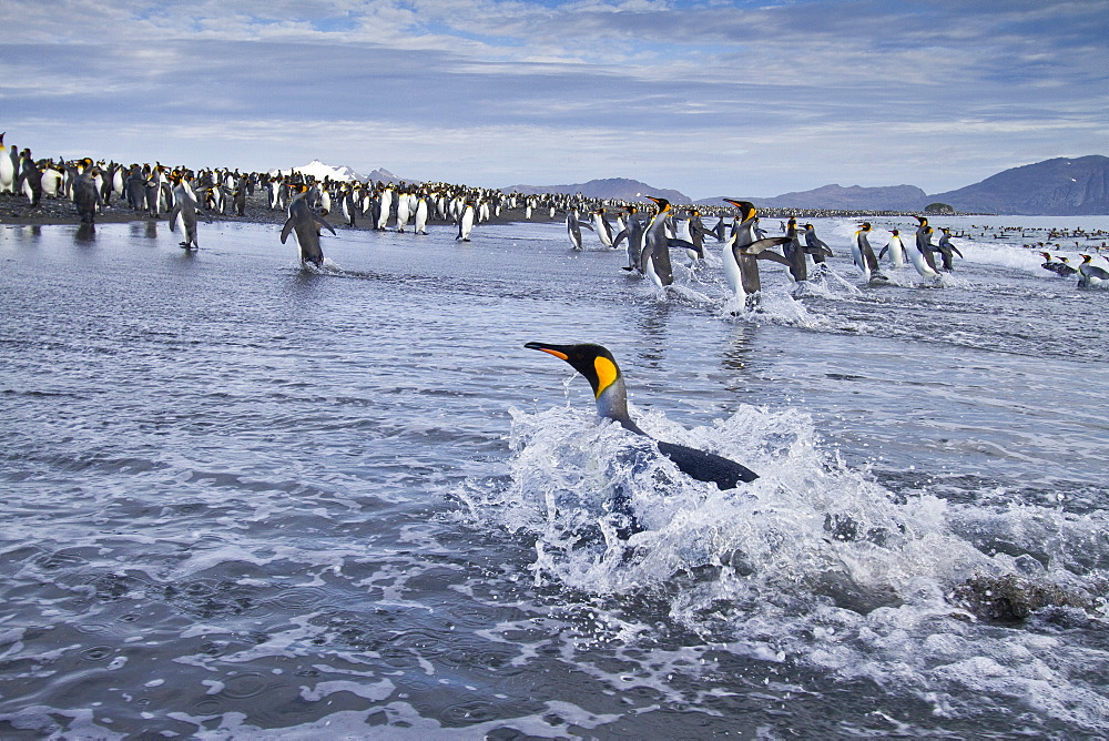 King penguins (Aptenodytes patagonicus) on the beach at breeding and nesting colony at Salisbury Plains in the Bay of Isles, South Georgia, Southern Ocean.