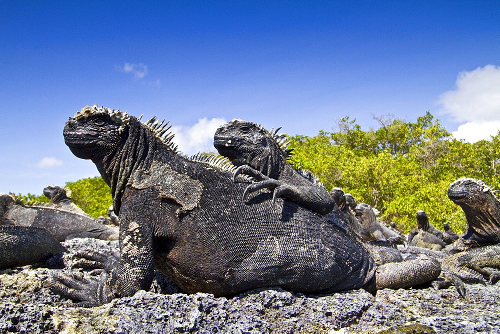 The endemic Galapagos marine iguana (Amblyrhynchus cristatus) in the Galapagos Island Archipelago, Ecuador